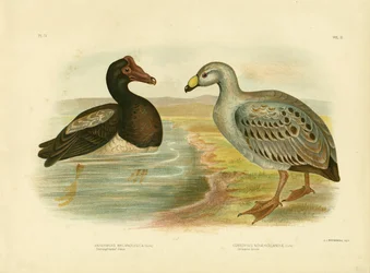 Semipalmated GooseまたはMagpie Goose、1891